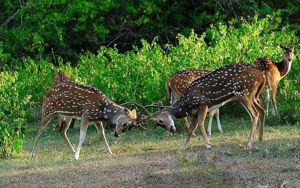 Kerala Wild Stay Kanthalloor Exterior foto